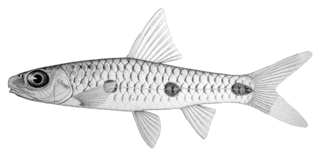 Barbus trispiloides Lévêque, Teugels & Thys van den Audenaerde, 1987